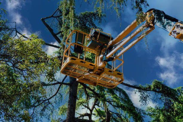 Professional Tree Care  in Matoaca, VA